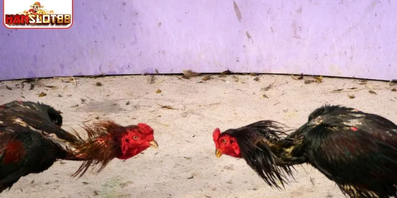 Cara bermain adu ayam SLOT88