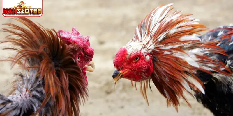 Keuntungan adu ayam SLOT88