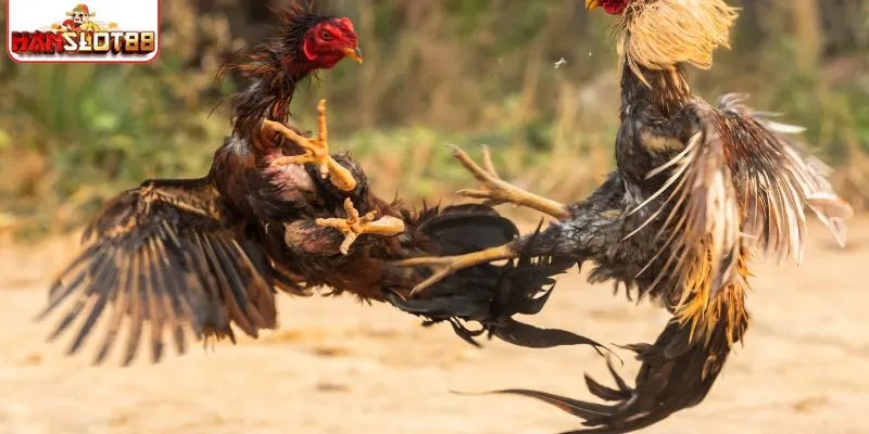 Temukan adu ayam SLOT88